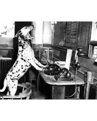 Dalmata centralinista