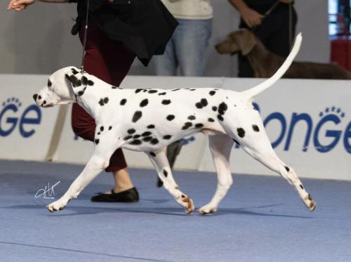 Robinhood love Thief