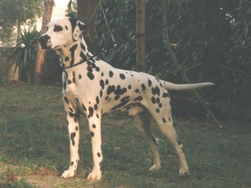 Bayron di Montespino