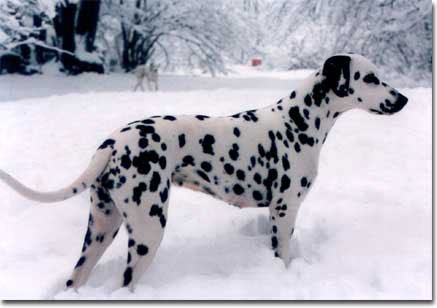 Iceberg della Belcora