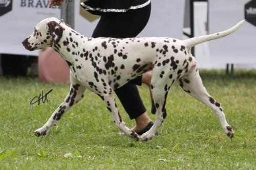 Lacrima Christi Crazy Summer