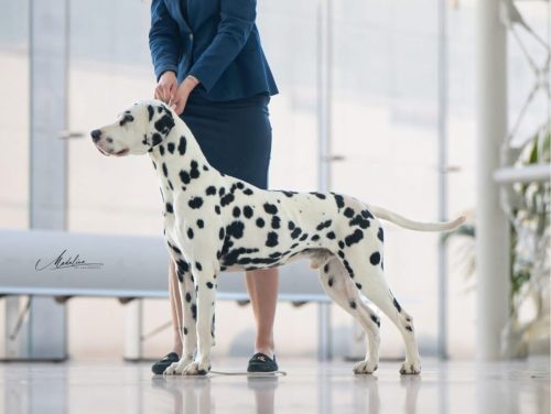 Perditas-Really-Starstruck