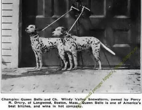 dalmata campioni di una volta