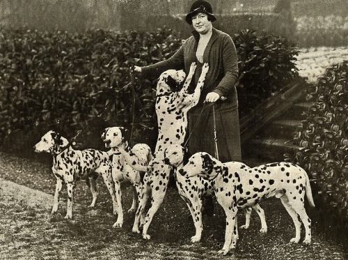 dalmata un gruppo d'epoca